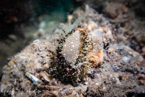 Image of Cypraea sp. 5