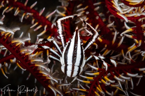 Image of Allogalathea elegans