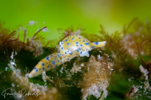 Image of Oxynoe Jaksoni