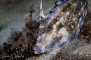 Image of Scobinichthys granulatus