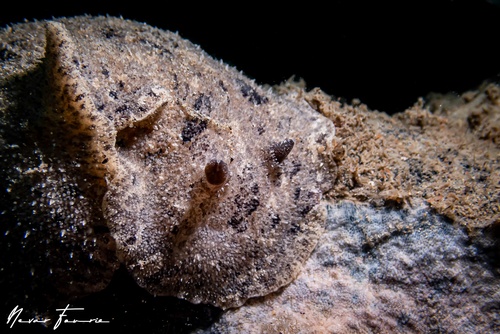 Image of Sebadoris fragilis