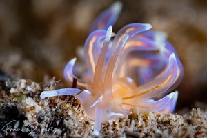 Image of Phyllodesmium opalescens