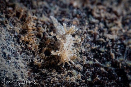 Image of Kaloplocamus peludo