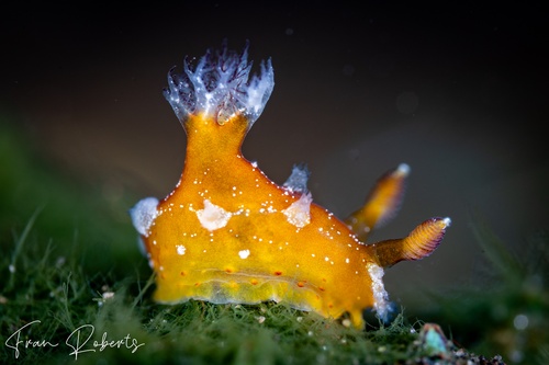 Image of Plocamopherus sp. 1