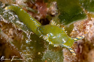 Image of Oxynoe viridis
