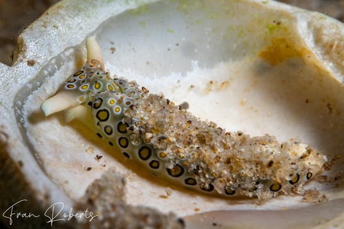 Image of Plakobranchus ocellatus