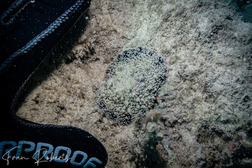 Image of Thordisa villosa