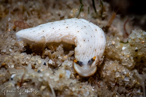 Image of Dermatobranchus sp. 1