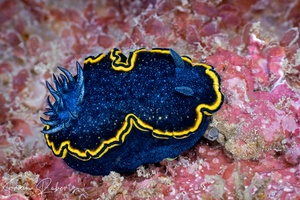 Image of Glossodoris vespa