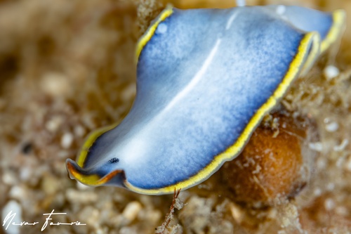 Image of Cycloporus venetus B