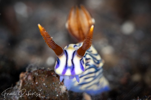 Image of Hypselodoris zephyra