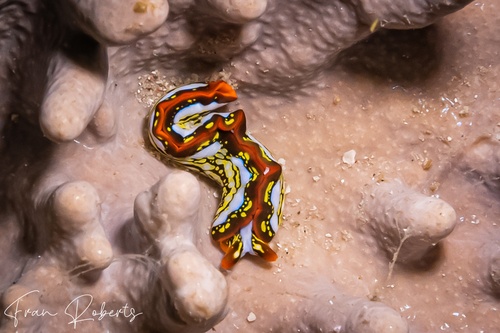 Image of Thuridilla sp. 1