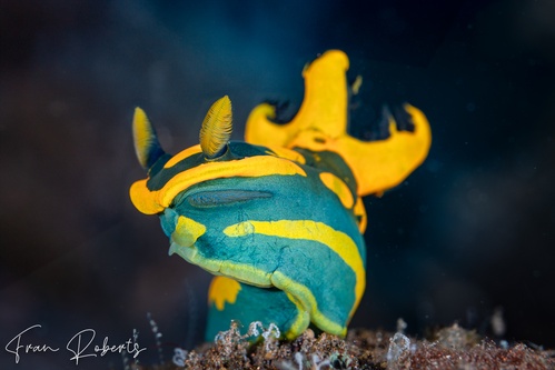 Image of Tambja gabrielae