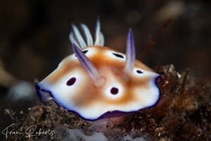 Image of Hypselodoris tryoni