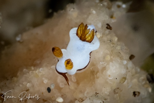 Image of Trapania undulata