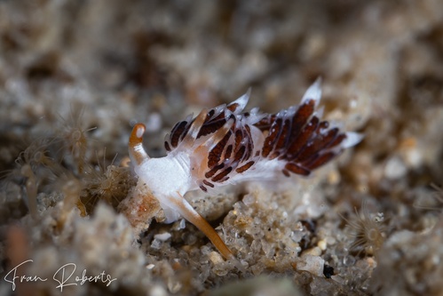 Image of Facelina sp. 1