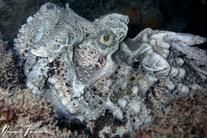 Image of Synanceia horrida