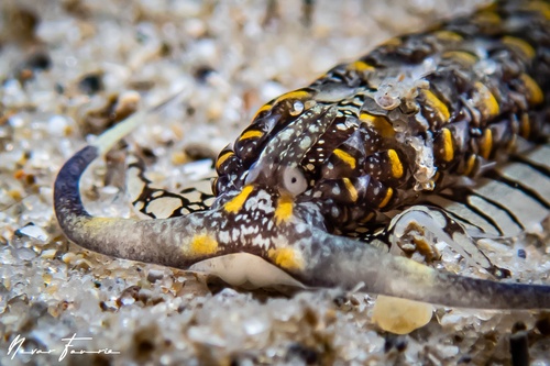 Image of Cerberilla ambonensis