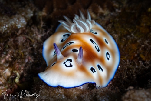 Image of Goniobranchus leopardus