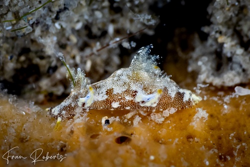 Image of Trapania palmula