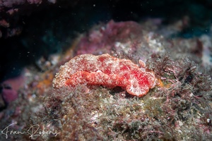Image of Hexabranchus sanguineus