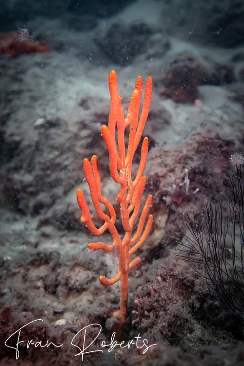 Image of Soft Corals Various