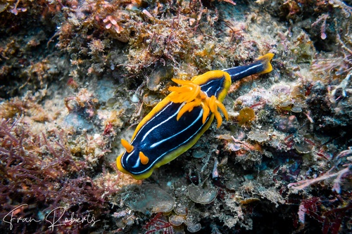 Image of Chromodoris kuiteri