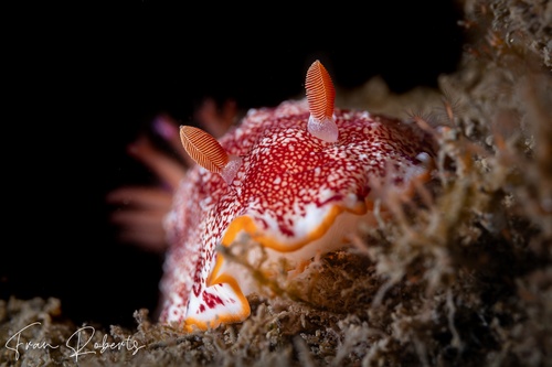 Image of Goniobranchus sp. 1