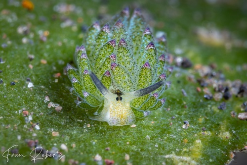 Image of Costasiella kuroshimae