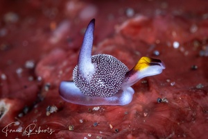 Image of Colpodaspis sp. 2