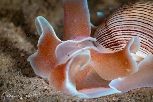 Image of Hydatina physis