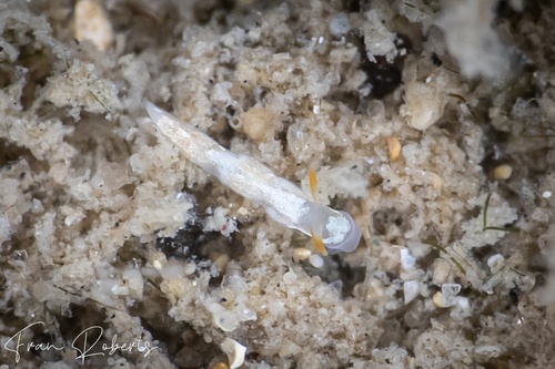 Image of Tenellia sp. 47