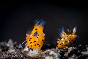 Image of Polycera abei