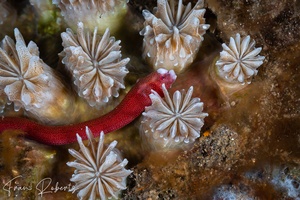 Image of Bulbonaricus brauni
