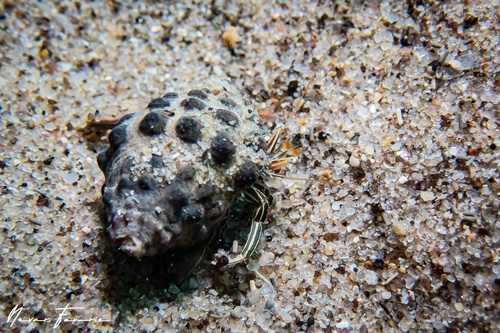 Image of Clibanarius taeniatus