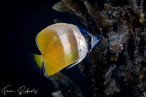 Image of Chaetodon kleinii