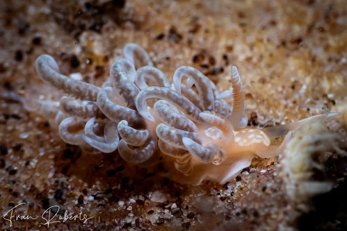 Image of Spurilla braziliana