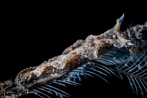 Image of Lomanotus sp. 1