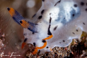 Image of Polycera sp. 2