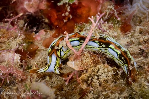 Image of Thuridilla sp. 1