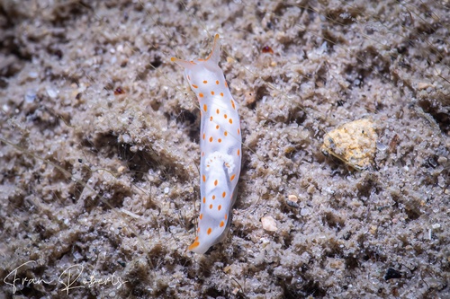 Image of Gymnodoris sp. 24