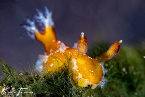 Image of Plocamopherus sp. 1