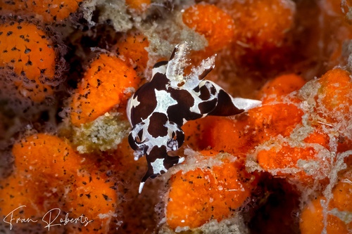 Image of Trapania franae