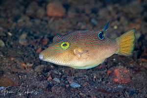 Image of Canthigaster compressa