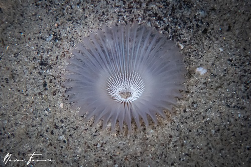 Image of Worms Various