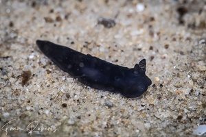 Image of Gymnodoris nigricolor