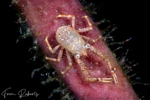 Image of Galathea squamifera