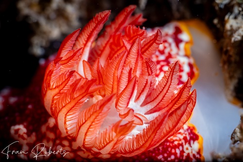 Image of Goniobranchus sp. 1