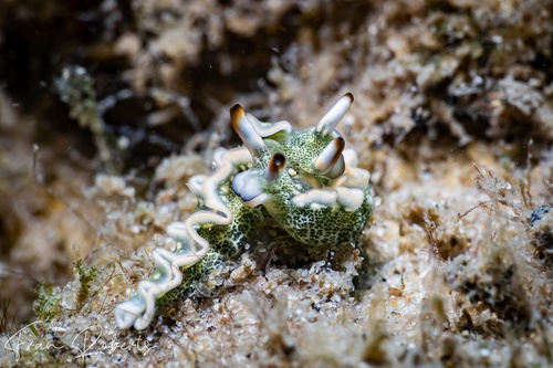 Image of Thuridilla carlsoni