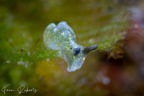 Image of Elysia sp. 6